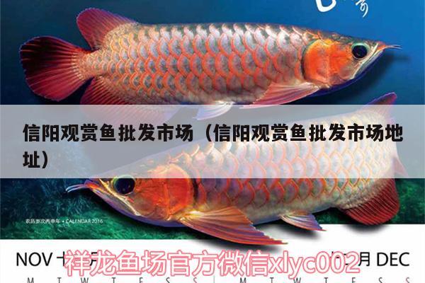 信陽觀賞魚批發(fā)市場（信陽觀賞魚批發(fā)市場地址）