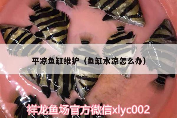 平?jīng)鲷~缸維護（魚缸水涼怎么辦） 南美異型魚