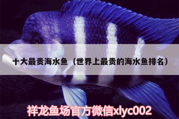 十大最貴海水魚(yú)（世界上最貴的海水魚(yú)排名） 海水魚(yú)