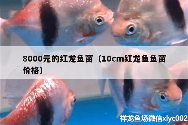 8000元的紅龍魚苗（10cm紅龍魚魚苗價(jià)格）