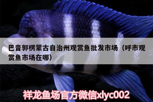 巴音郭楞蒙古自治州觀賞魚批發(fā)市場(chǎng)（呼市觀賞魚市場(chǎng)在哪） 觀賞魚批發(fā) 第2張