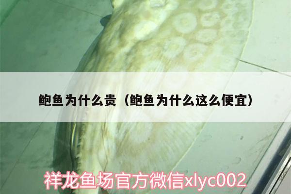 鮑魚為什么貴（鮑魚為什么這么便宜） 白子黃化銀龍魚