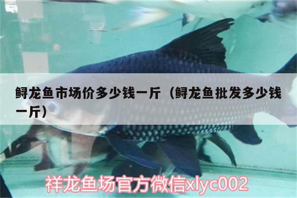 鱘龍魚市場價多少錢一斤（鱘龍魚批發(fā)多少錢一斤）