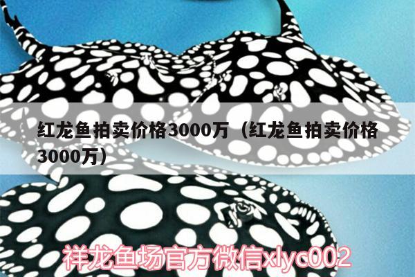 紅龍魚(yú)拍賣價(jià)格3000萬(wàn)（紅龍魚(yú)拍賣價(jià)格3000萬(wàn)）