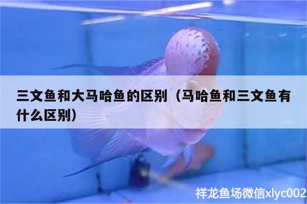 三文魚和大馬哈魚的區(qū)別（馬哈魚和三文魚有什么區(qū)別）