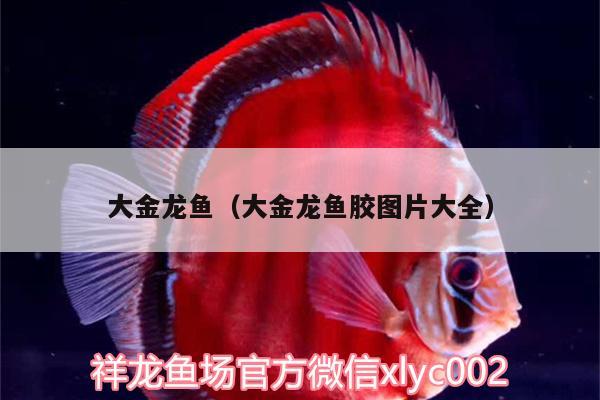 大金龍魚（大金龍魚膠圖片大全） 金龍福龍魚