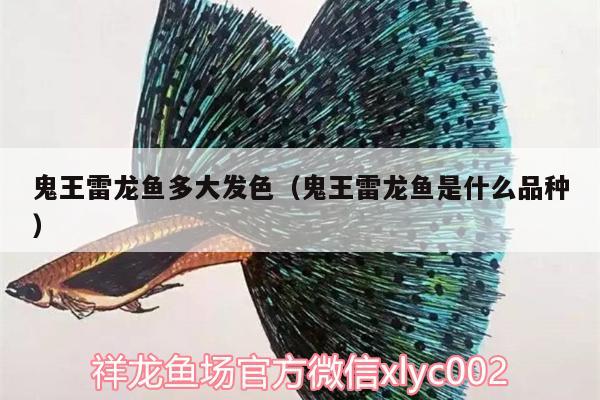 鬼王雷龍魚多大發(fā)色（鬼王雷龍魚是什么品種）