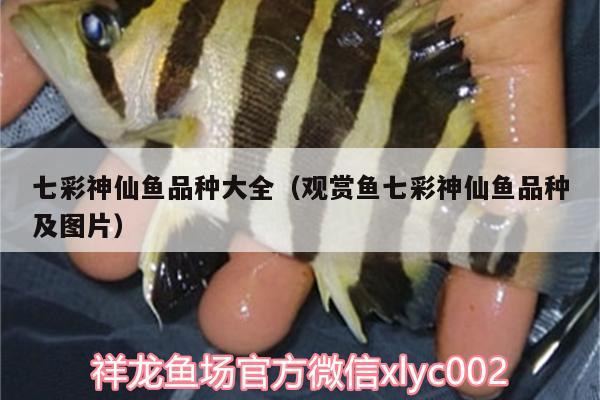 七彩神仙魚(yú)品種大全（觀賞魚(yú)七彩神仙魚(yú)品種及圖片）