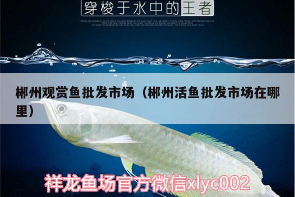 郴州觀賞魚(yú)批發(fā)市場(chǎng)（郴州活魚(yú)批發(fā)市場(chǎng)在哪里） 觀賞魚(yú)批發(fā)