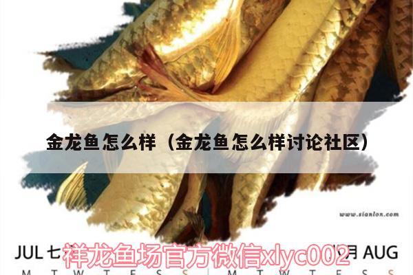 金龍魚怎么樣（金龍魚怎么樣討論社區(qū)） 水族品牌