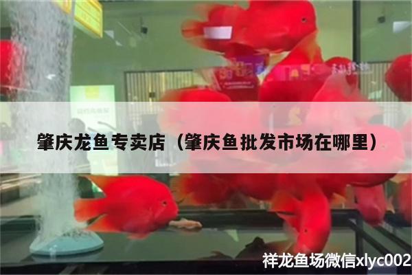 肇慶龍魚專賣店（肇慶魚批發(fā)市場在哪里） 魚缸等水族設(shè)備