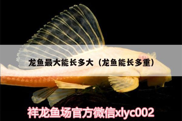 龍魚最大能長多大（龍魚能長多重）