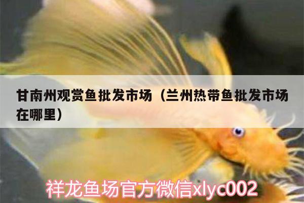 甘南州觀賞魚(yú)批發(fā)市場(chǎng)（蘭州熱帶魚(yú)批發(fā)市場(chǎng)在哪里） 觀賞魚(yú)批發(fā)