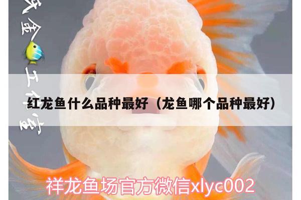 紅龍魚什么品種最好（龍魚哪個品種最好）