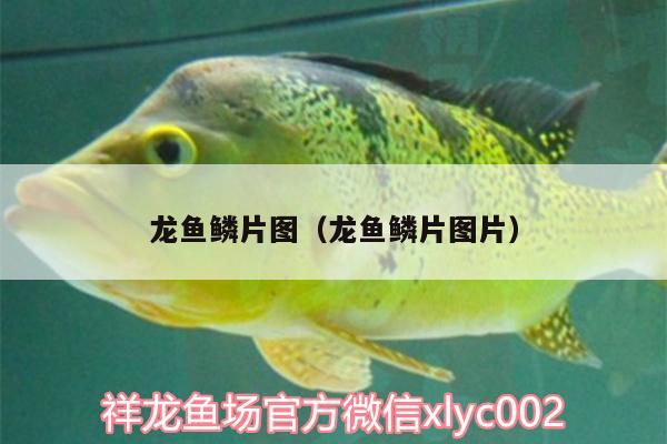 龍魚鱗片圖（龍魚鱗片圖片）