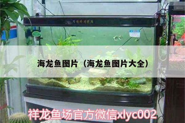 海龍魚圖片（海龍魚圖片大全） 祥龍水族濾材/器材