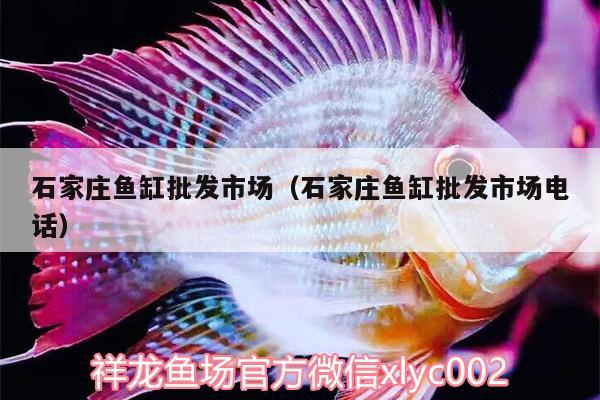 石家莊魚缸批發(fā)市場(chǎng)（石家莊魚缸批發(fā)市場(chǎng)電話） 帝王血鉆魚