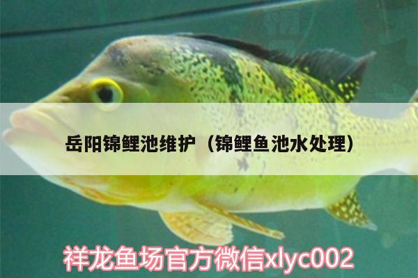 岳陽錦鯉池維護（錦鯉魚池水處理）