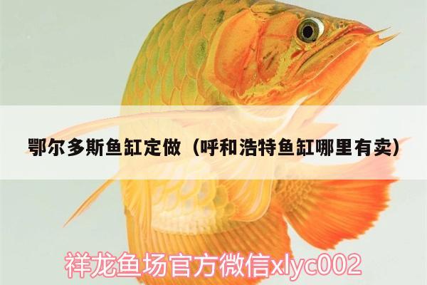 鄂爾多斯魚缸定做（呼和浩特魚缸哪里有賣） 黃金達(dá)摩魚