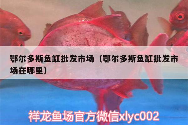 鄂爾多斯魚缸批發(fā)市場（鄂爾多斯魚缸批發(fā)市場在哪里） 白子銀版魚苗