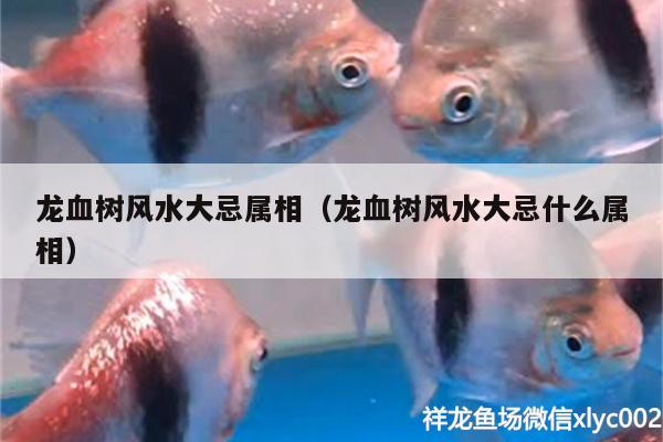 龍血樹風水大忌屬相（龍血樹風水大忌什么屬相） 魚缸風水