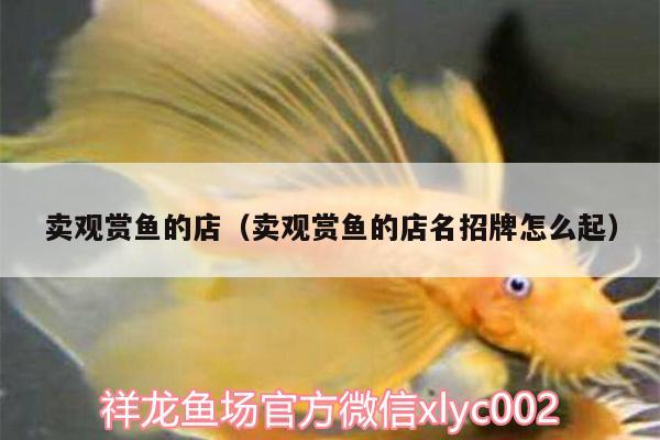 賣觀賞魚的店（賣觀賞魚的店名招牌怎么起） 白子關刀魚苗