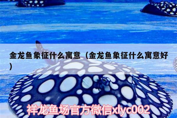 金龍魚象征什么寓意（金龍魚象征什么寓意好）