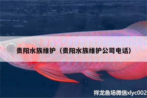 貴陽水族維護（貴陽水族維護公司電話）