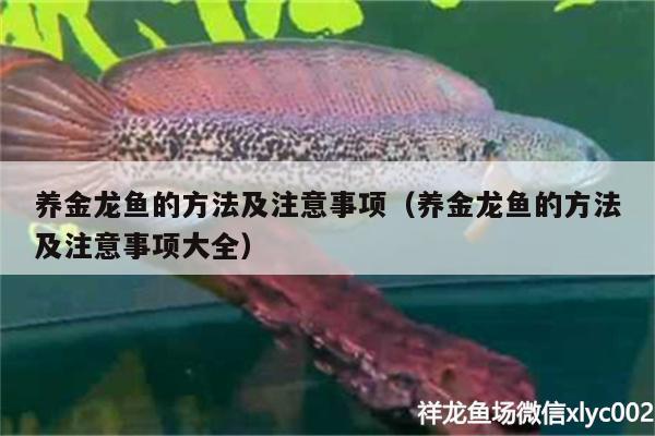 養(yǎng)金龍魚的方法及注意事項（養(yǎng)金龍魚的方法及注意事項大全）