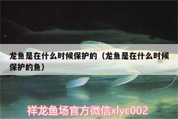 龍魚是在什么時候保護的（龍魚是在什么時候保護的魚） 飛鳳魚苗