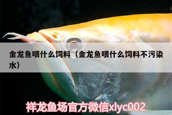 金龍魚喂什么飼料（金龍魚喂什么飼料不污染水）