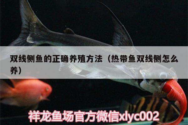 雙線側(cè)魚的正確養(yǎng)殖方法（熱帶魚雙線側(cè)怎么養(yǎng)）