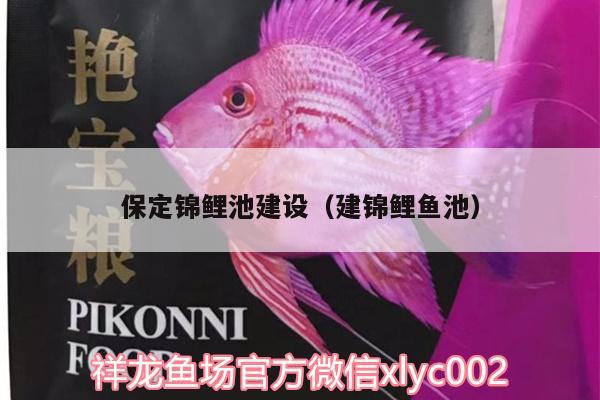 保定錦鯉池建設(shè)（建錦鯉魚池） 過背金龍魚