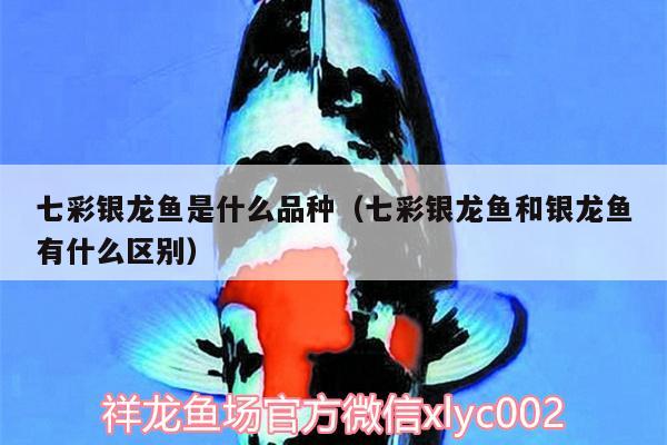 七彩銀龍魚是什么品種（七彩銀龍魚和銀龍魚有什么區(qū)別）