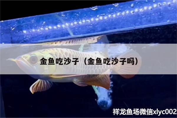 金魚吃沙子（金魚吃沙子嗎） 元寶鳳凰魚