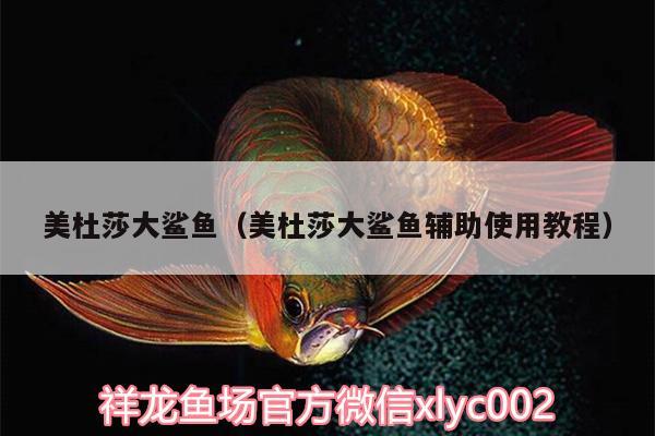 美杜莎大鯊魚（美杜莎大鯊魚輔助使用教程） 黃金貓魚百科