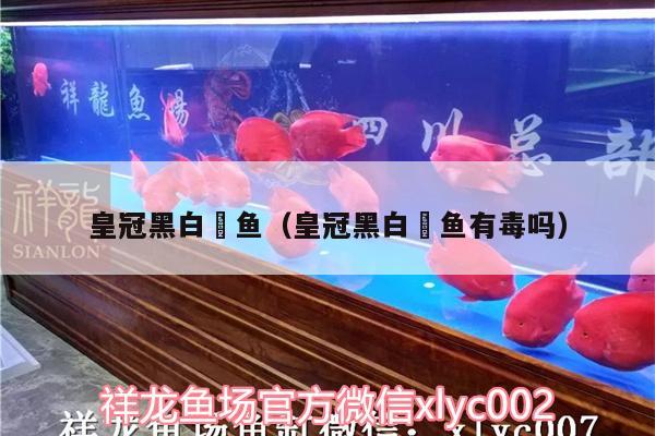 皇冠黑白魟魚（皇冠黑白魟魚有毒嗎）