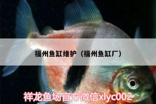 福州魚缸維護（福州魚缸廠）