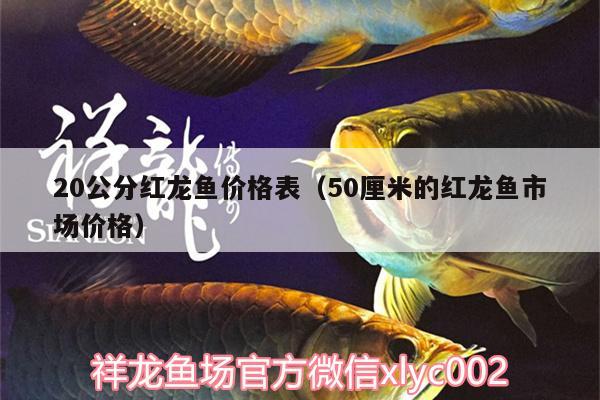 20公分紅龍魚價(jià)格表（50厘米的紅龍魚市場(chǎng)價(jià)格） 綠皮皇冠豹魚