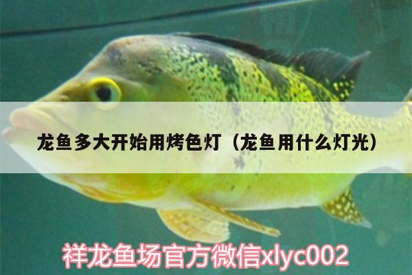 龍魚(yú)多大開(kāi)始用烤色燈（龍魚(yú)用什么燈光）