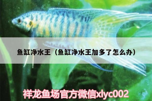 魚缸凈水王（魚缸凈水王加多了怎么辦）