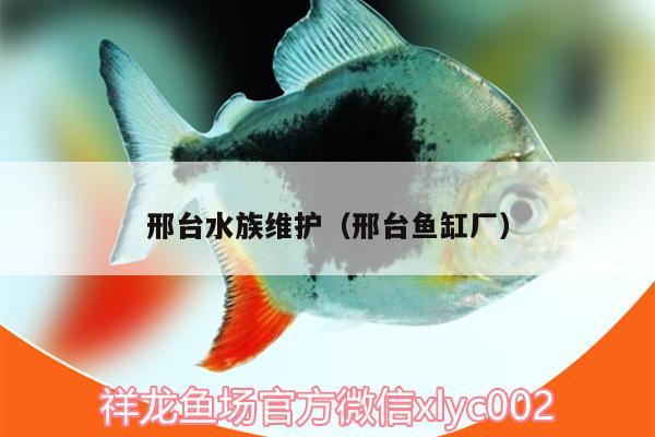 邢臺水族維護（邢臺魚缸廠） 黑桃A魚苗