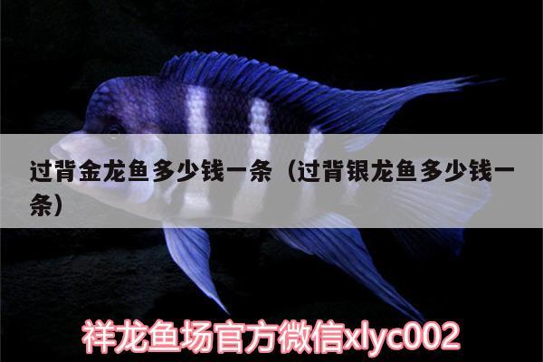 過背金龍魚多少錢一條（過背銀龍魚多少錢一條）