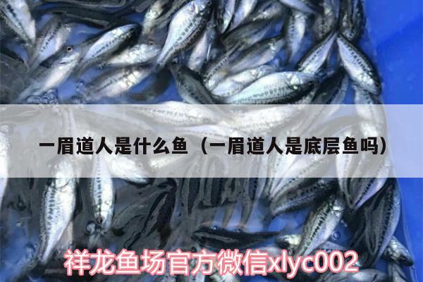 一眉道人是什么魚（一眉道人是底層魚嗎）