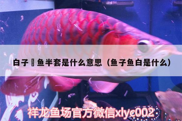 白子魟魚半套是什么意思（魚子魚白是什么） 白子球鯊魚