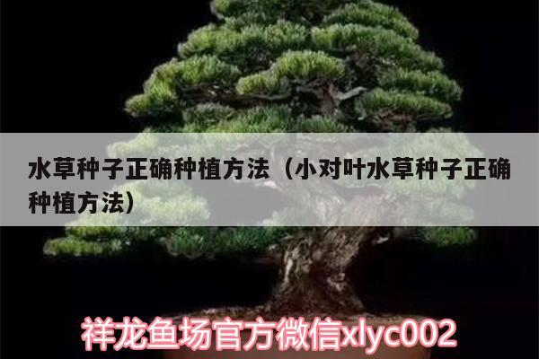 水草種子正確種植方法（小對(duì)葉水草種子正確種植方法）