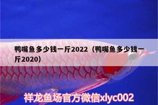 鴨嘴魚(yú)多少錢(qián)一斤2022（鴨嘴魚(yú)多少錢(qián)一斤2020） 帝王血鉆魚(yú)