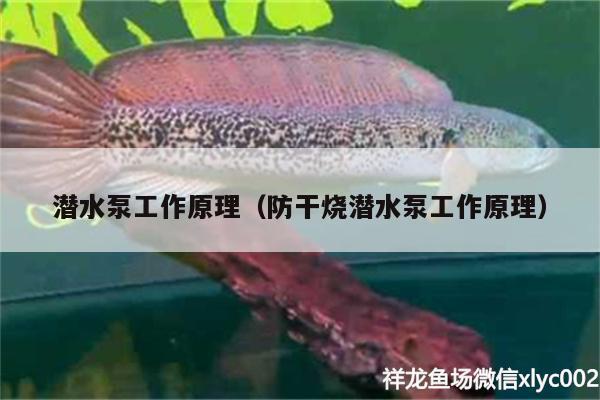 潛水泵工作原理（防干燒潛水泵工作原理） 羽毛刀魚苗