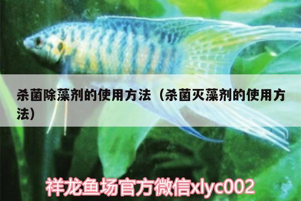 殺菌除藻劑的使用方法（殺菌滅藻劑的使用方法） 銀龍魚