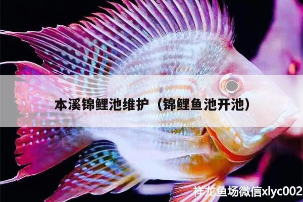 本溪錦鯉池維護(hù)（錦鯉魚池開池） 錦鯉池魚池建設(shè)